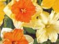 Нарцисс с расщепленной коронкой (Narcissus hybridus) Нарцисс с расщепленной коронкой (Narcissus hybridus)Эту группу нарциссов также называют нарциссы-бабочки и нарциссы-орхидеи. Высота 30-45 см. Цветки одиночные, коронка расщеплена более чем на треть длины. Окраска коронки и околоцветника различна (белая, желтая, оранжевая и т.п.). Используются в озеленении как раноцветущие растения, в клумбах, рабатках. Дают прекрасный срезочный материал.